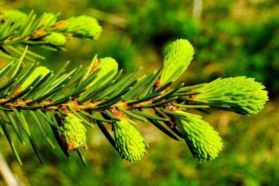 smrekovitovi izdelki